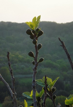 La parabole du figuier en bourgeons